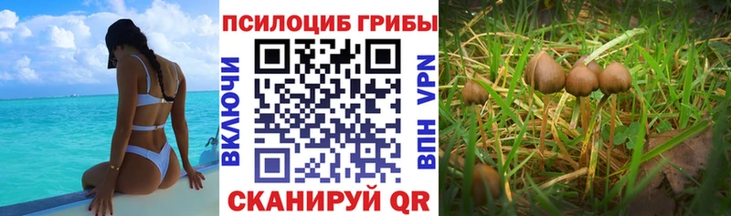 Галлюциногенные грибы Cubensis  наркотики  Ермолино 